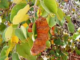 PPS Musimbiti Gardens