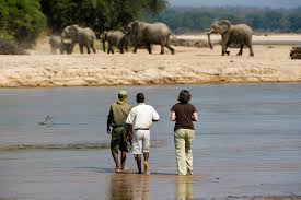 Wakumba Safaris