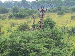 Musap Tours & Safaris