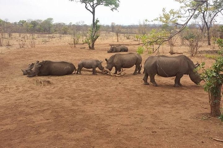 Boris safaris and tours